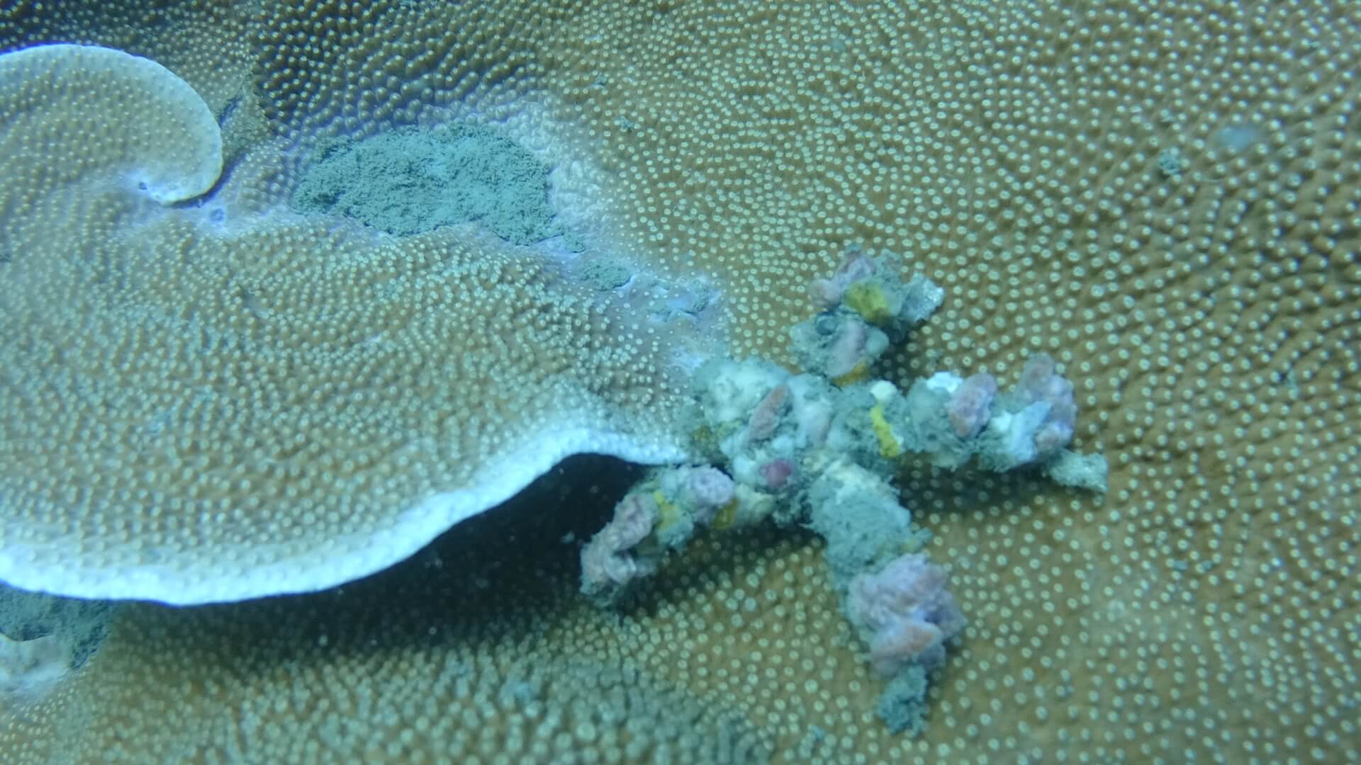 Coral at Hin Rab dive site in Koh Chang, Thailand.