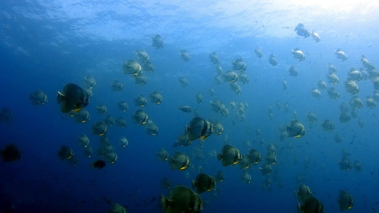 Bat Fish you can see diving in Koh Chang, Thailand.