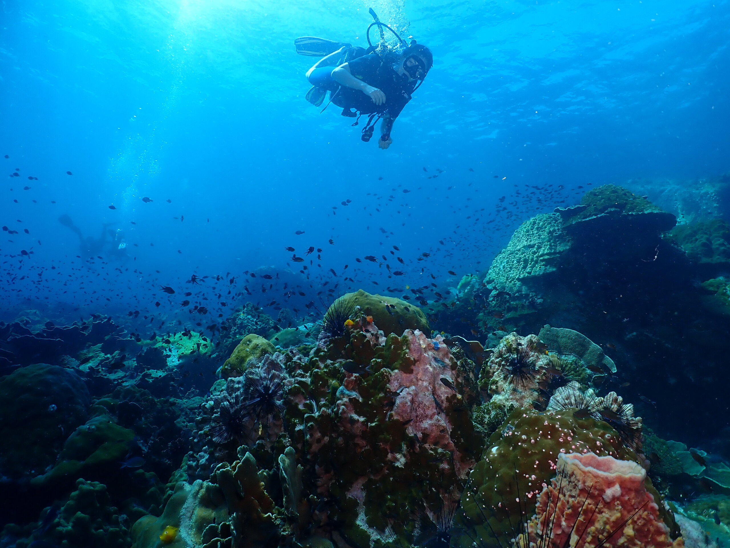 Fun diver making a heart shape with fish