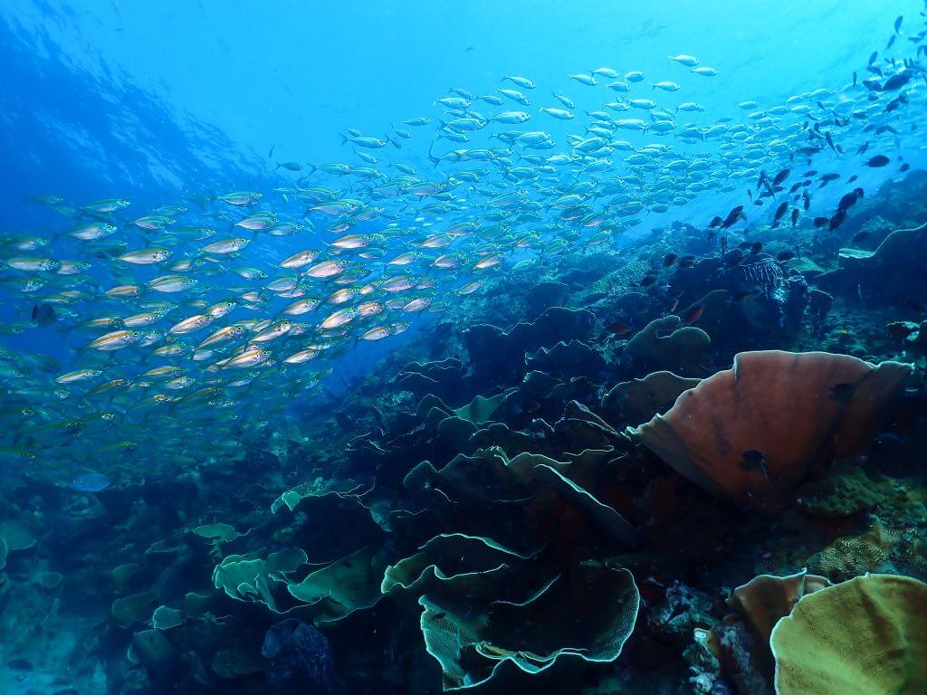 Ribbon of fish above coral Fun diver making a heart shape with fish