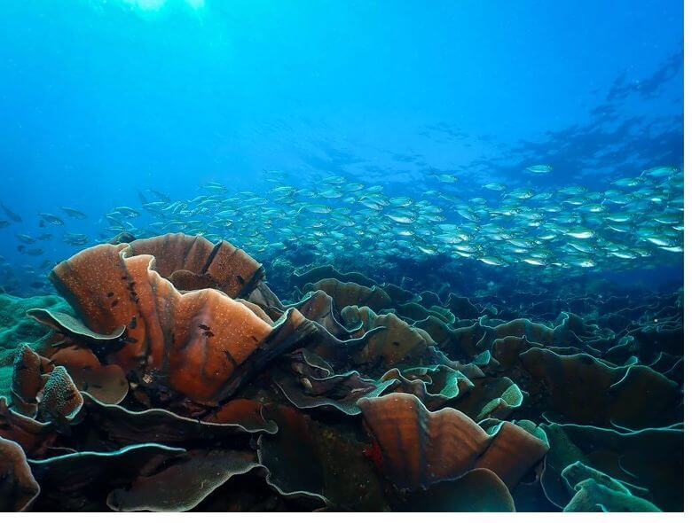 Dive Sites