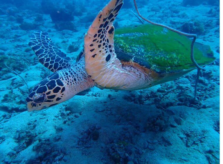 swimming turtle Coral at Hin Rab dive site in Koh Chang, Thailand.