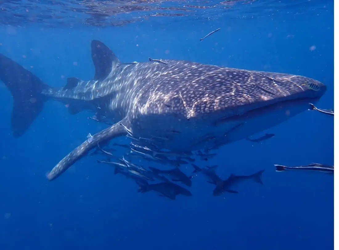 Whale shark swimming near the surface in Koh Chang