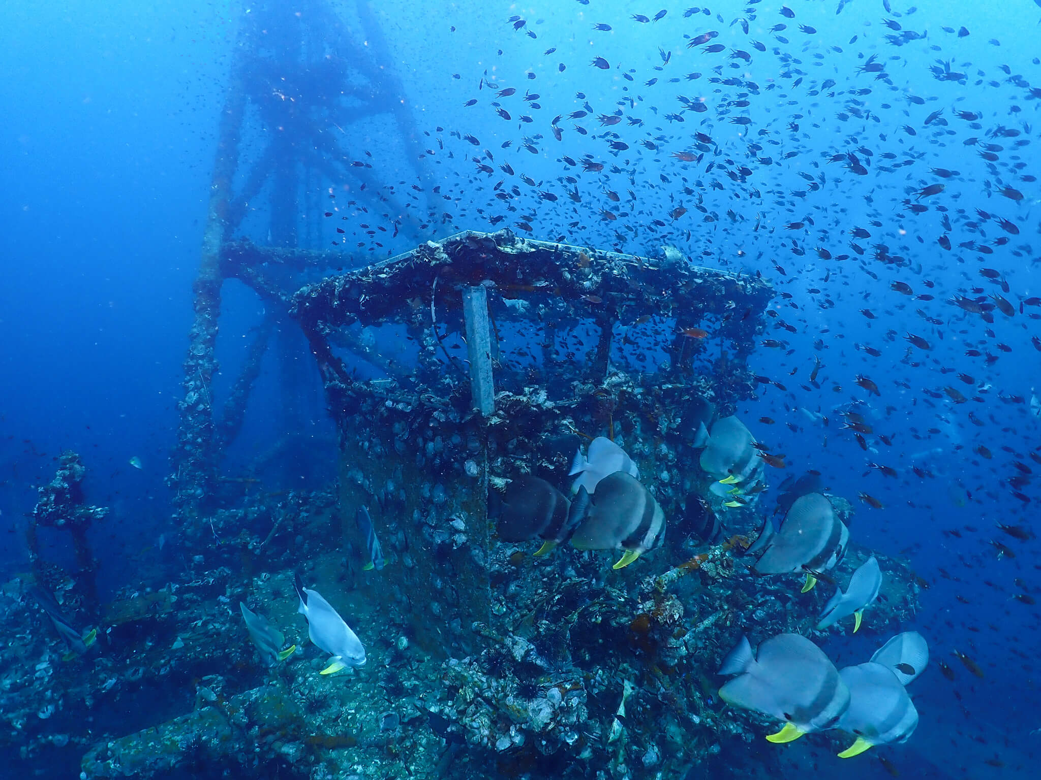 Batfish at the conning station