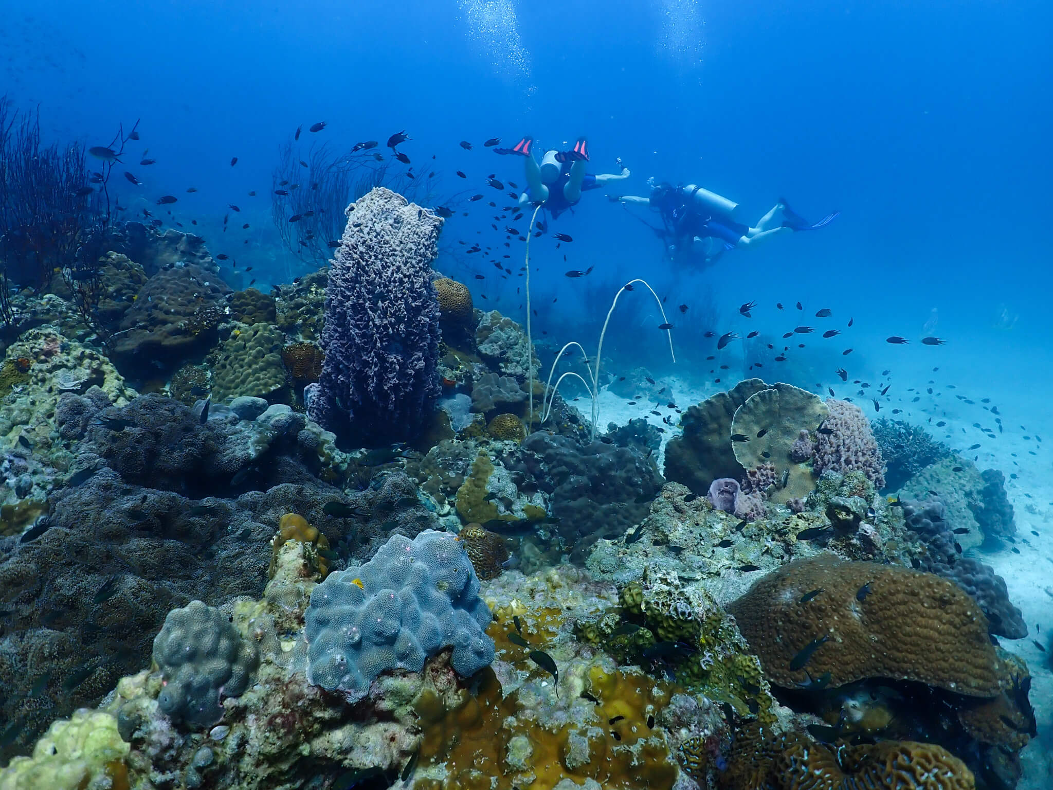 Divers and coral — Local Divers Koh Chang