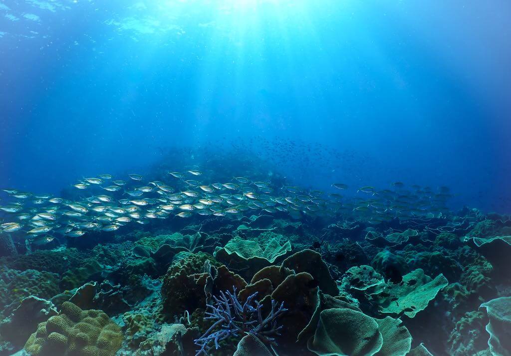 Line of fish above the coral