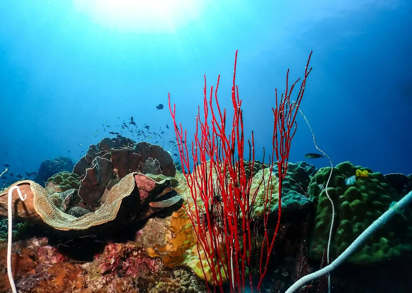 coral