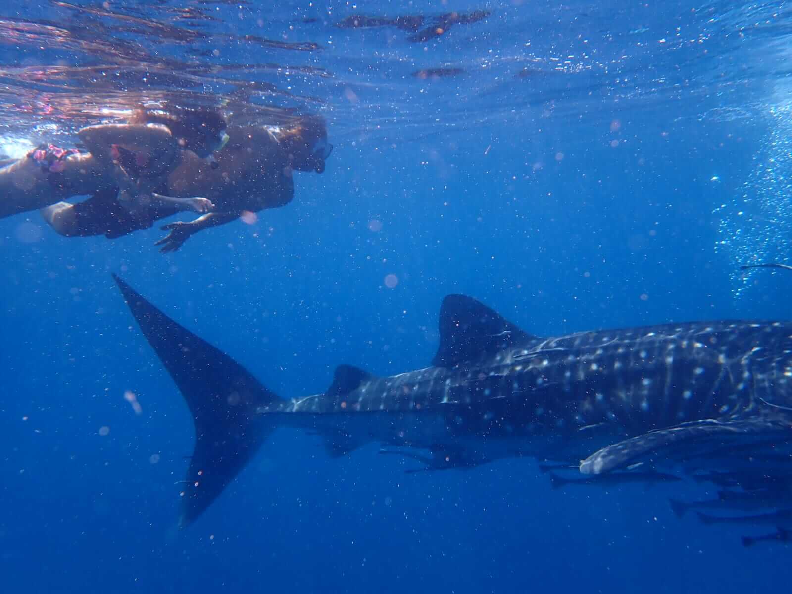 whaleshark snorkeling